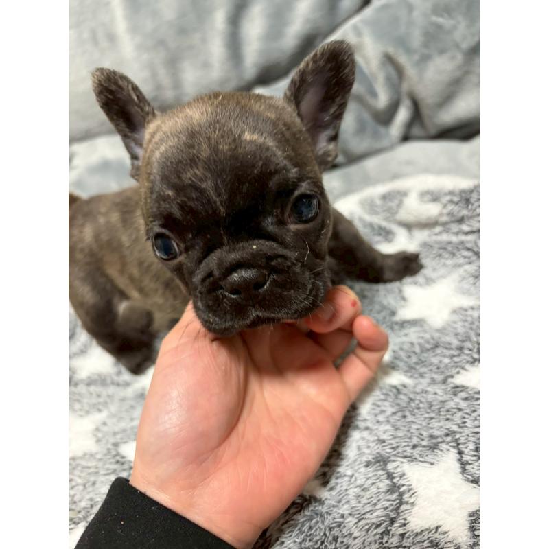 販売中の広島県のフレンチブルドッグ-451064の3枚目