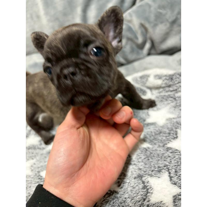 販売中の広島県のフレンチブルドッグ-451064の2枚目