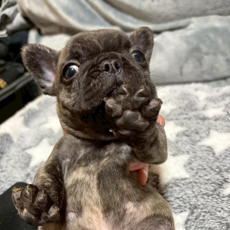 販売中の広島県のフレンチブルドッグ-451064