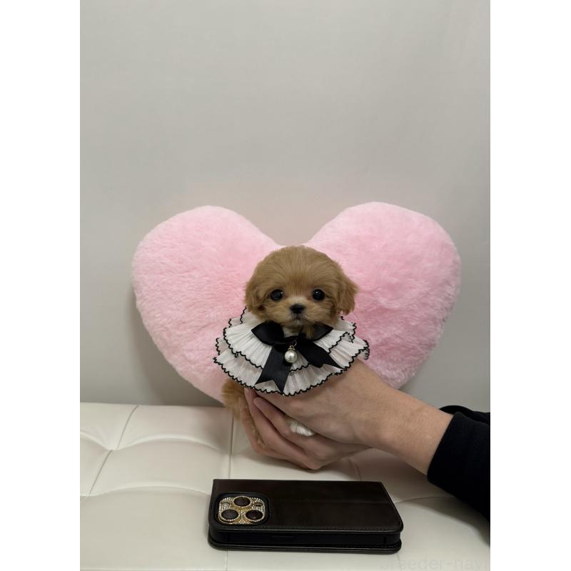 販売中の埼玉県のマルプー:マルチーズ×トイプードル-451065の3枚目