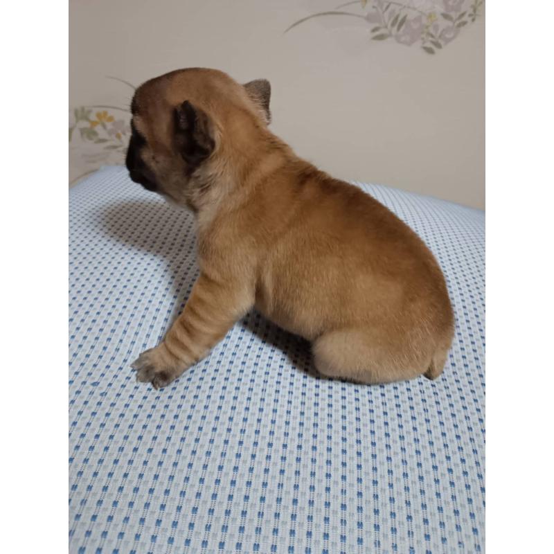 販売中の茨城県のフレンチブルドッグ-451066の7枚目