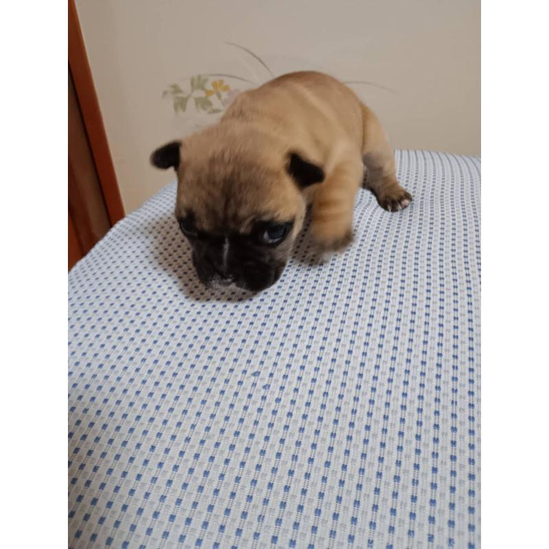 販売中の茨城県のフレンチブルドッグ-451066の6枚目