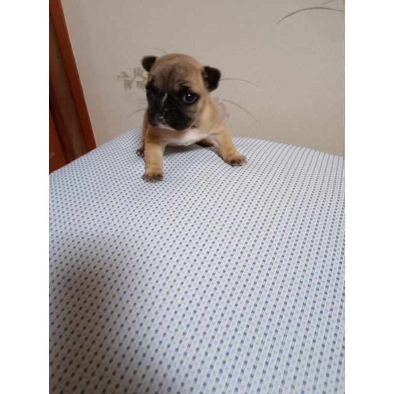 販売中の茨城県のフレンチブルドッグ-451066の5枚目