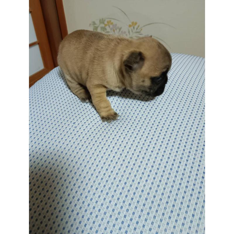 販売中の茨城県のフレンチブルドッグ-451066の4枚目