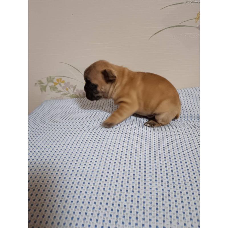 販売中の茨城県のフレンチブルドッグ-451066の3枚目