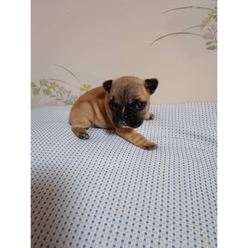 販売中の茨城県のフレンチブルドッグ-451066の2枚目