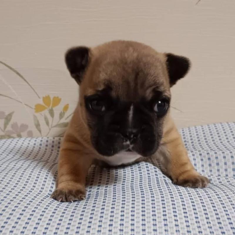 販売中の茨城県のフレンチブルドッグ-451066の1枚目