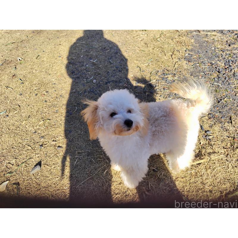販売中の栃木県のトイプードル-415868の2枚目