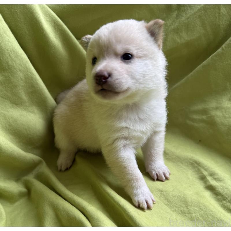 販売中の鹿児島県の豆柴-450863の4枚目