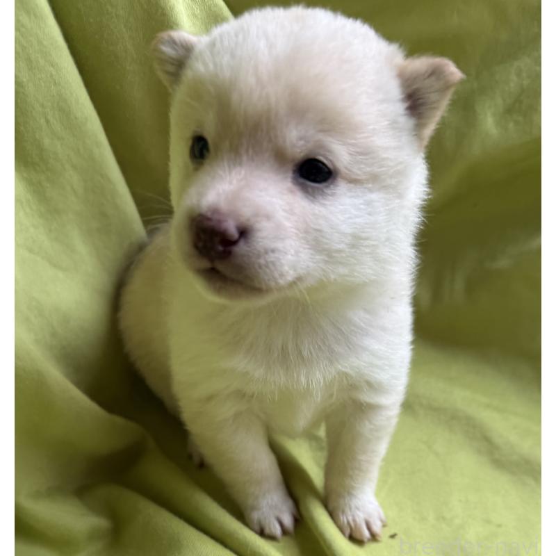 販売中の鹿児島県の豆柴-450863の3枚目