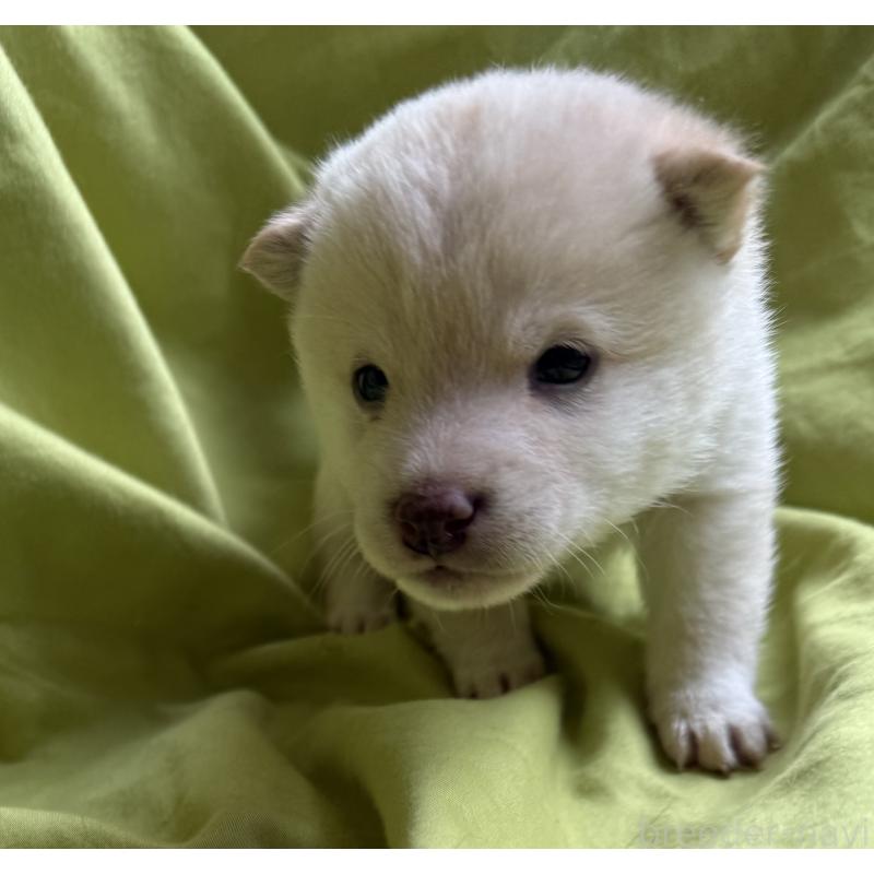 販売中の鹿児島県の豆柴-450863の2枚目