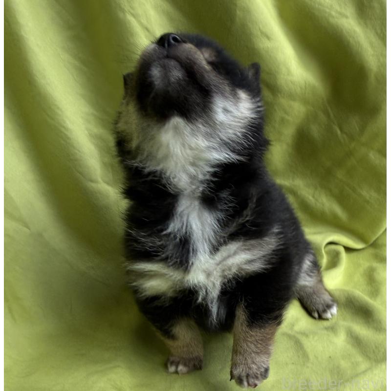 販売中の鹿児島県の豆柴-450864の6枚目