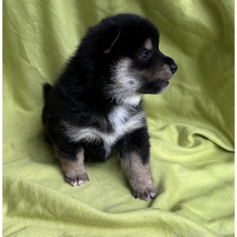 販売中の鹿児島県の豆柴-450864の5枚目