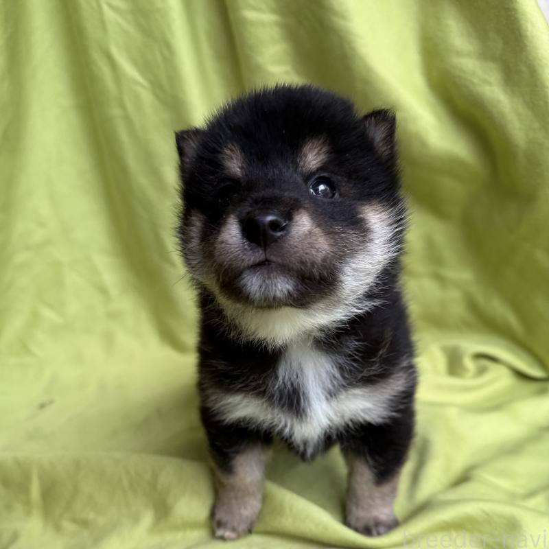 販売中の鹿児島県の豆柴-450864の4枚目