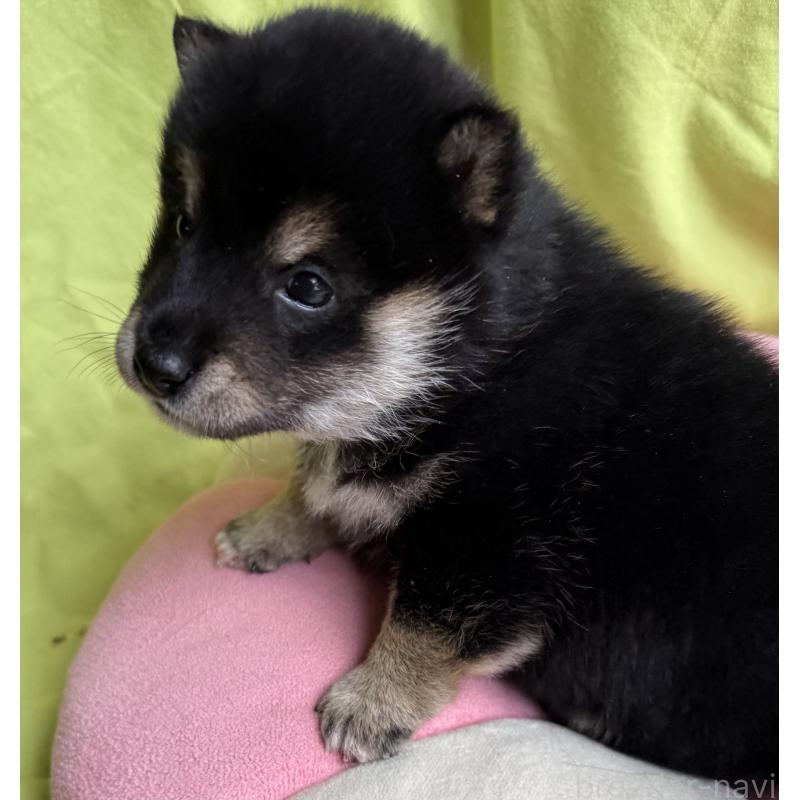 販売中の鹿児島県の豆柴-450864の3枚目