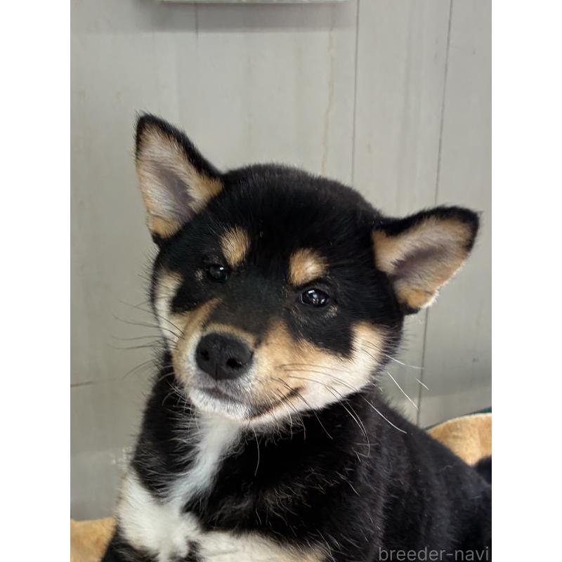 販売中の北海道の柴犬-450865の3枚目