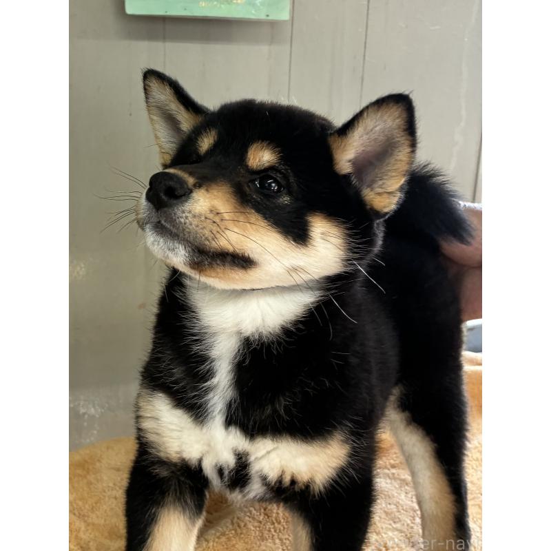 販売中の北海道の柴犬-450865の2枚目