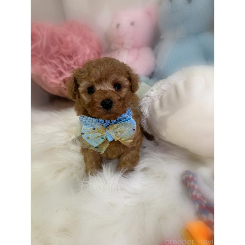 販売中の香川県のトイプードル-450866の4枚目