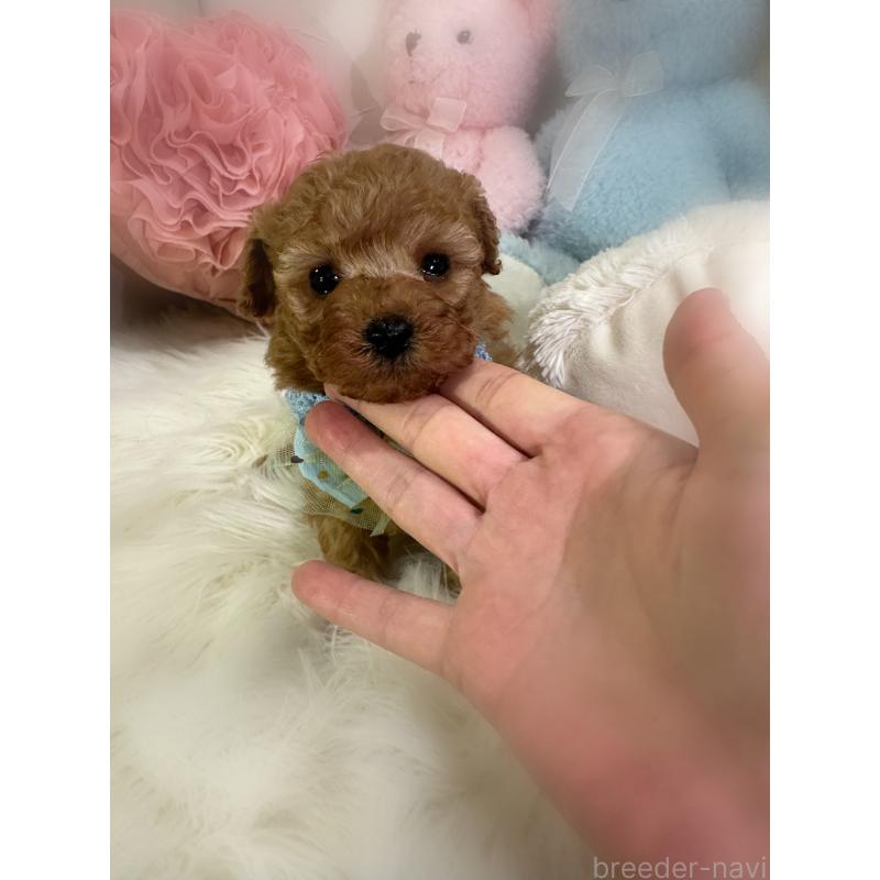 販売中の香川県のトイプードル-450866の3枚目