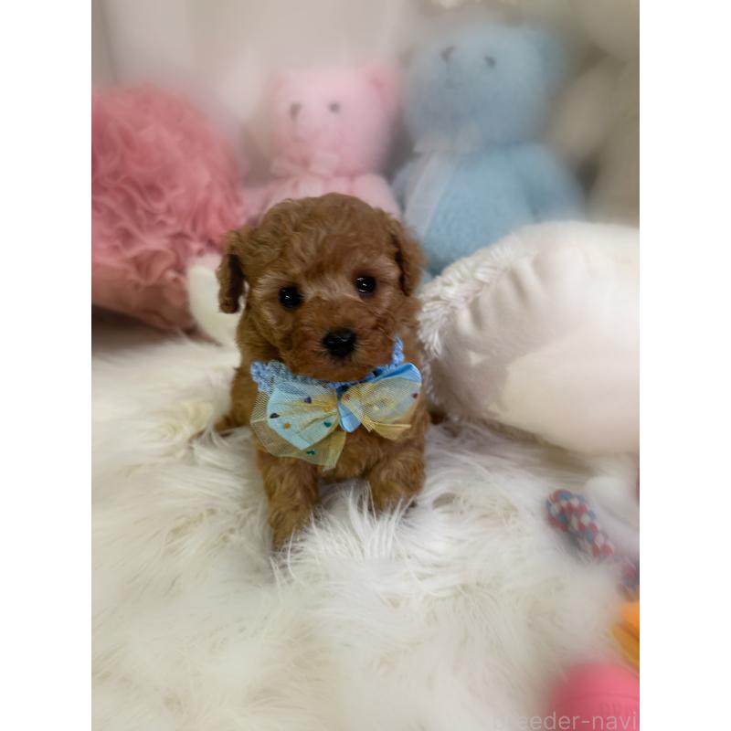 販売中の香川県のトイプードル-450866の2枚目