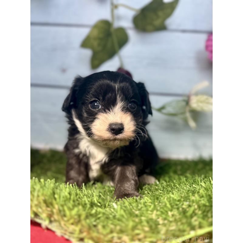 販売中の茨城県のチワプー:チワワ×トイプードル-450867の10枚目