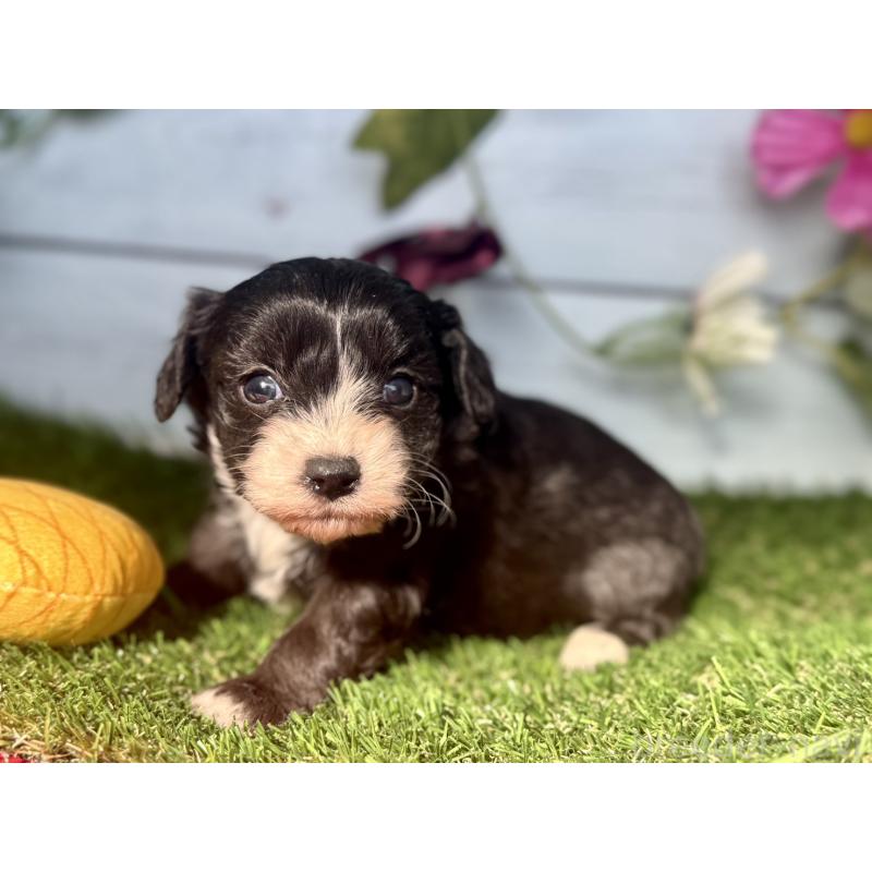 販売中の茨城県のチワプー:チワワ×トイプードル-450867の9枚目