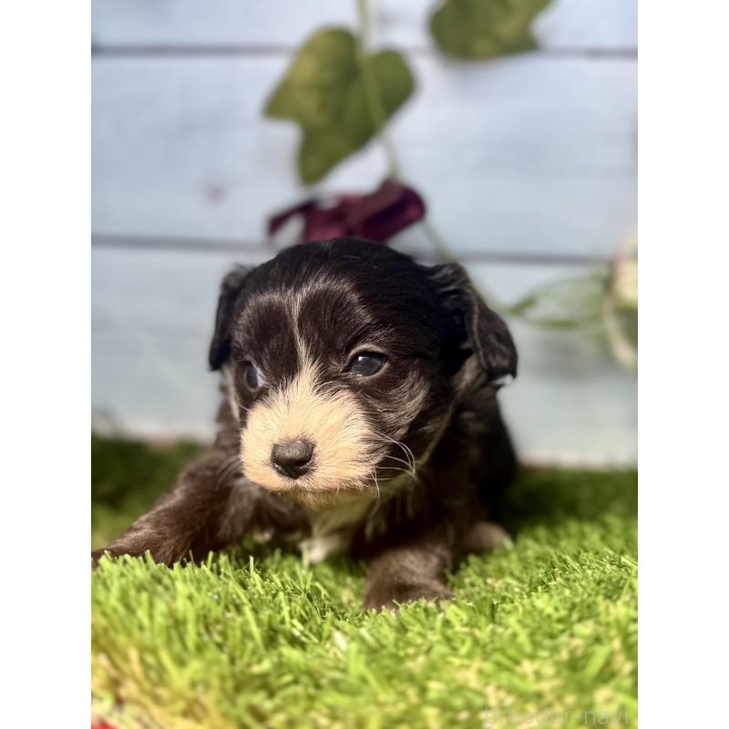 販売中の茨城県のチワプー:チワワ×トイプードル-450867の8枚目