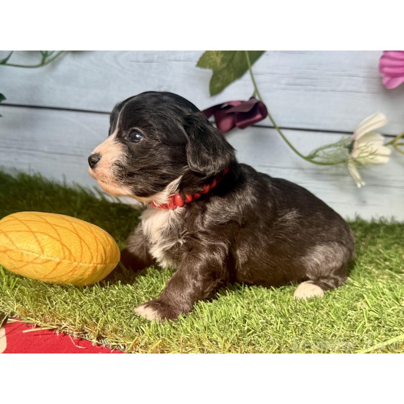 販売中の茨城県のチワプー:チワワ×トイプードル-450867の7枚目