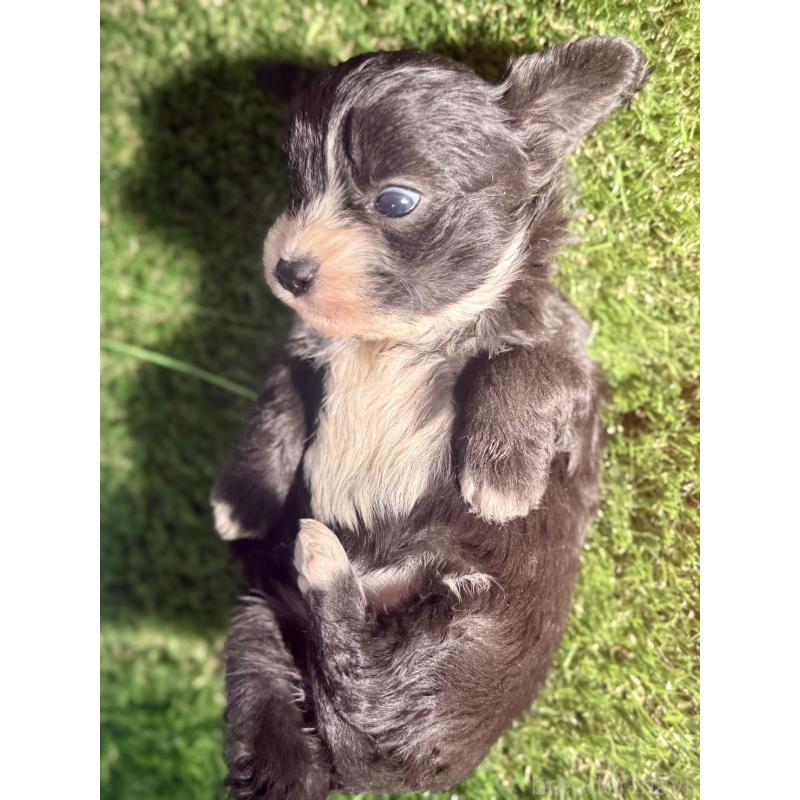 販売中の茨城県のチワプー:チワワ×トイプードル-450867の6枚目