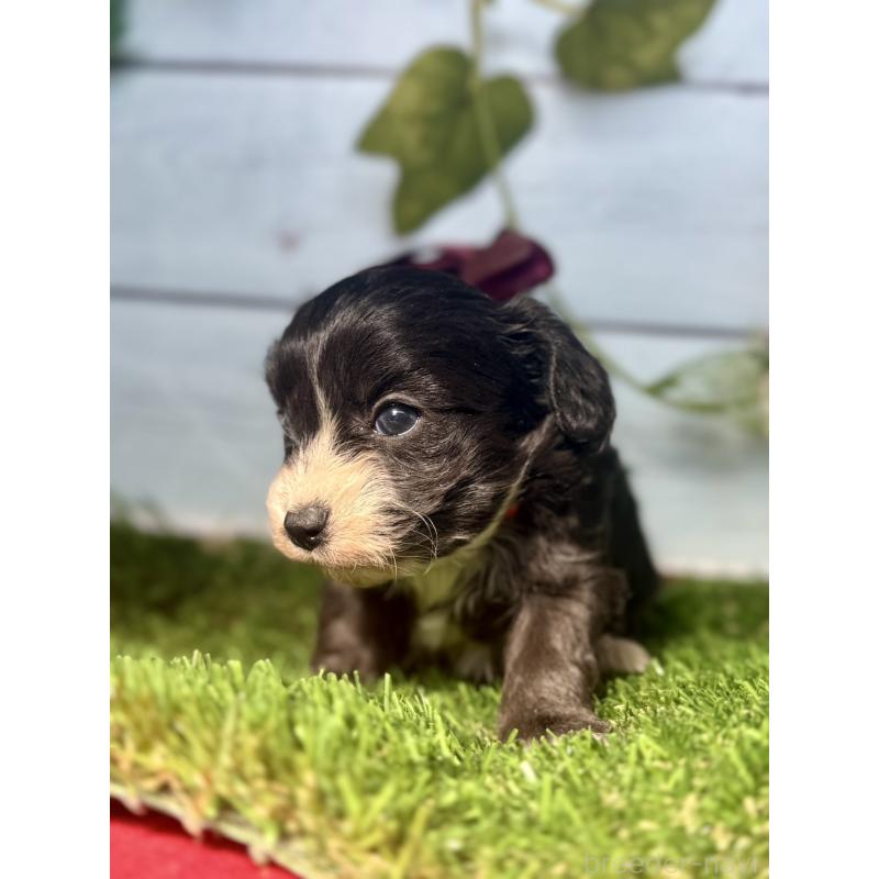 販売中の茨城県のチワプー:チワワ×トイプードル-450867の5枚目