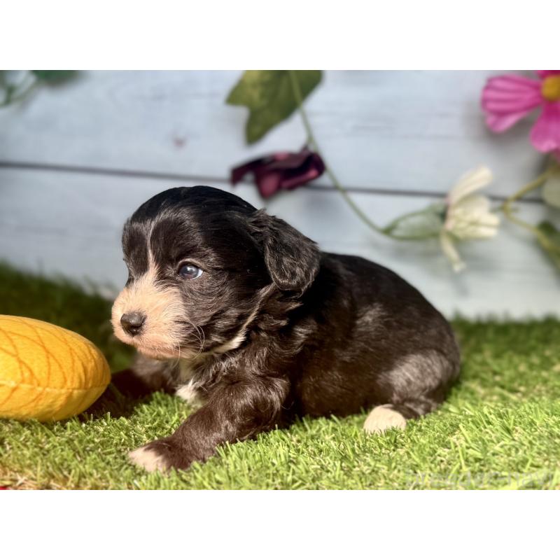 販売中の茨城県のチワプー:チワワ×トイプードル-450867の2枚目