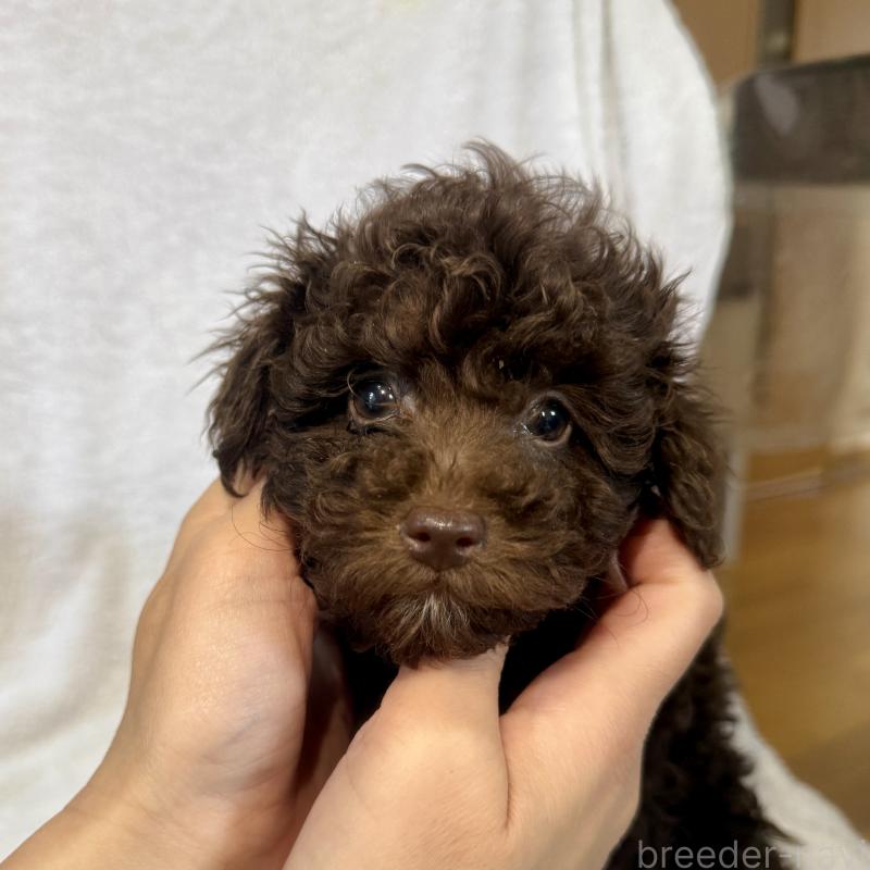 販売中の熊本県のトイプードル-450869