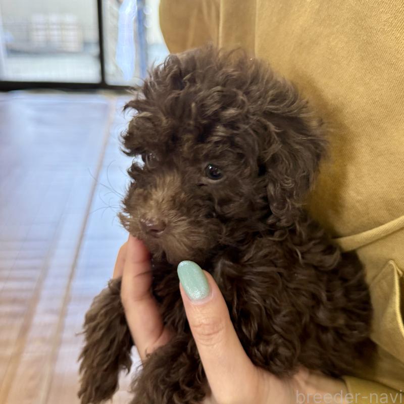 販売中の熊本県のトイプードル-450869の2枚目