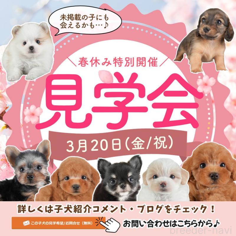 販売中の埼玉県のティーカッププードル-448701の3枚目