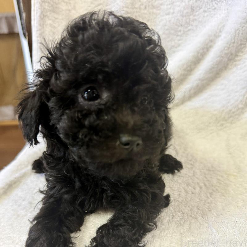 販売中の熊本県のトイプードル-450870の2枚目