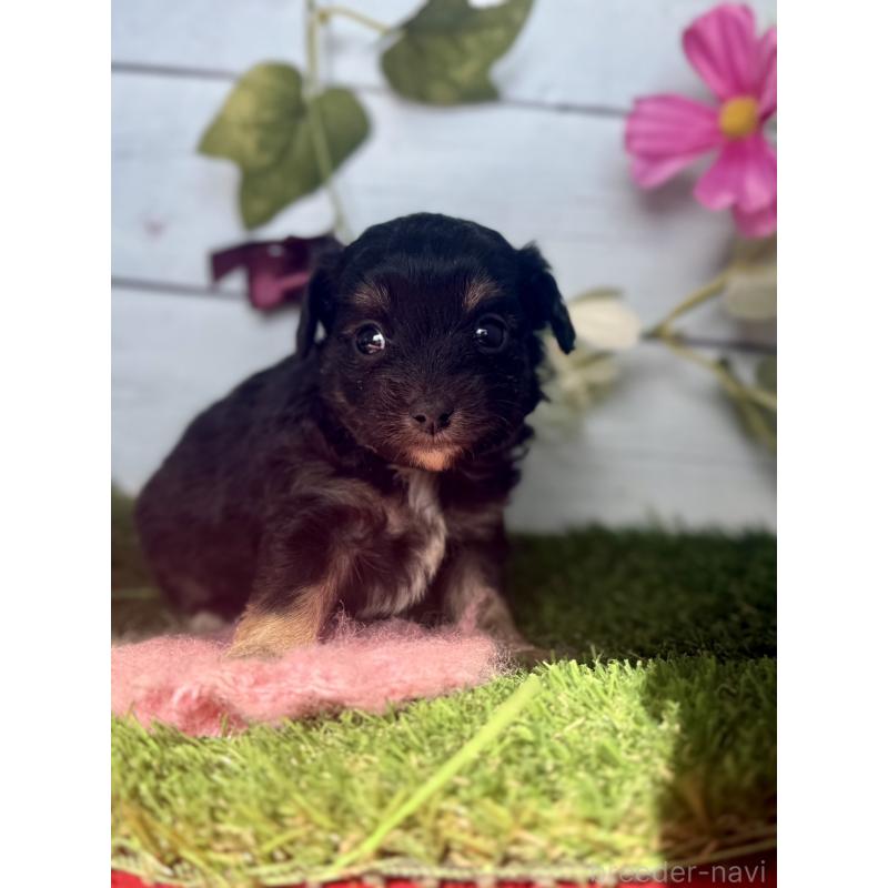 販売中の茨城県のチワプー:チワワ×トイプードル-450871の7枚目