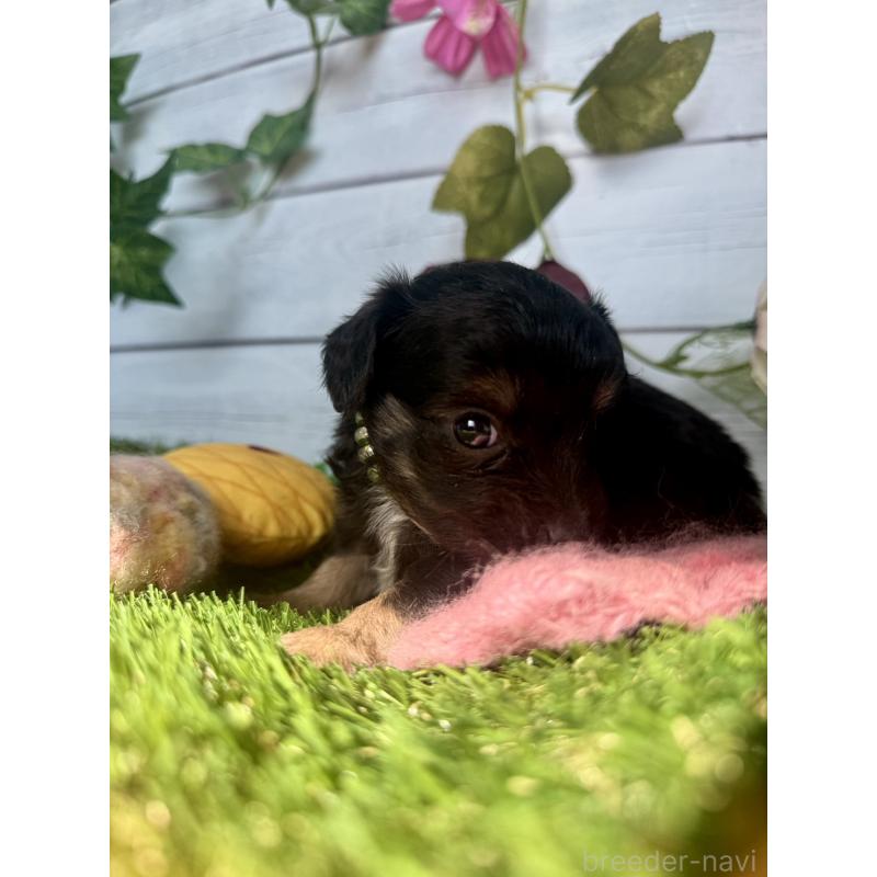 販売中の茨城県のチワプー:チワワ×トイプードル-450871の6枚目