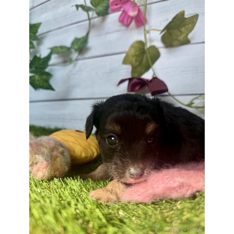 販売中の茨城県のチワプー:チワワ×トイプードル-450871の5枚目