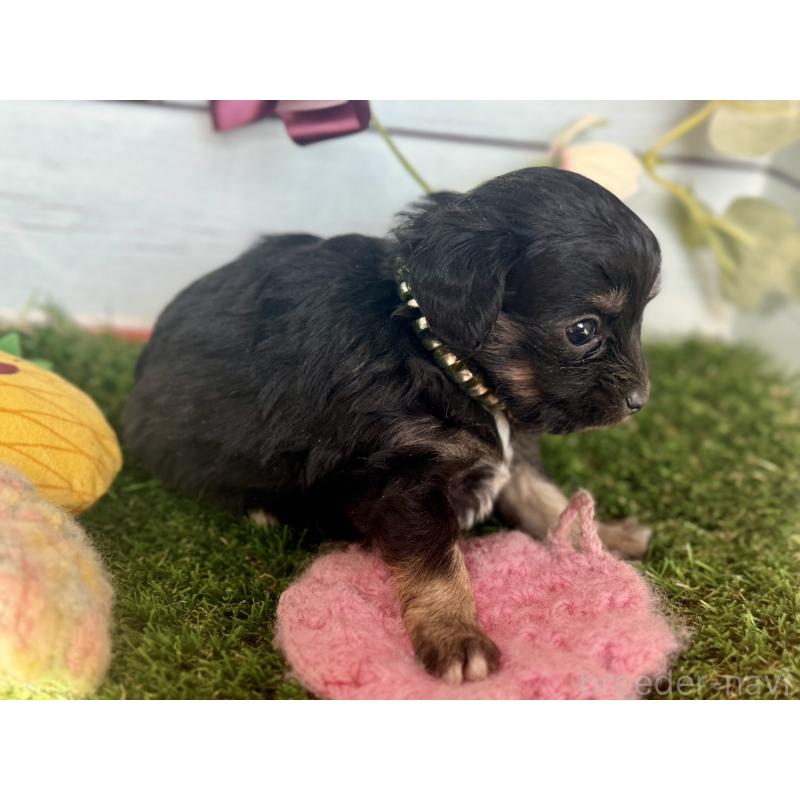 販売中の茨城県のチワプー:チワワ×トイプードル-450871の4枚目