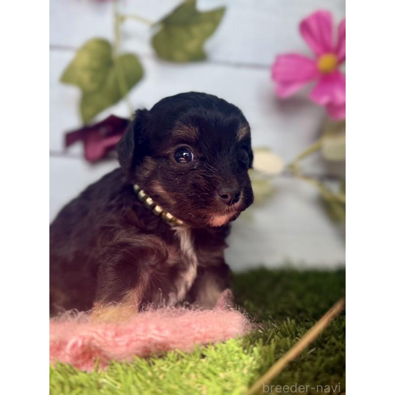 販売中の茨城県のチワプー:チワワ×トイプードル-450871の3枚目