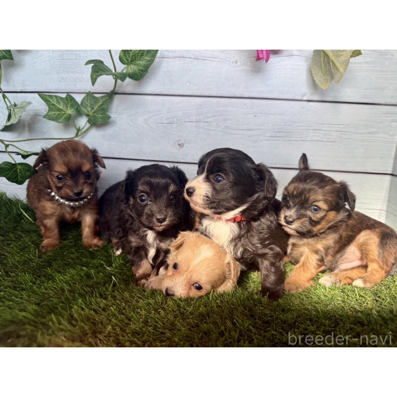 販売中の茨城県のチワプー:チワワ×トイプードル-450871の2枚目