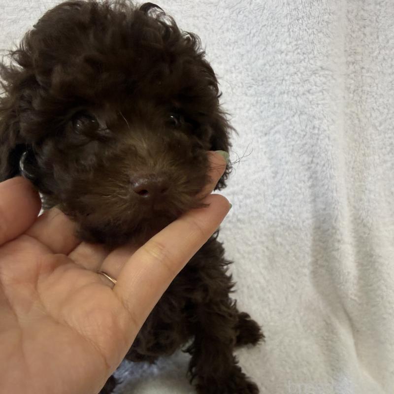 販売中の熊本県のトイプードル-450872