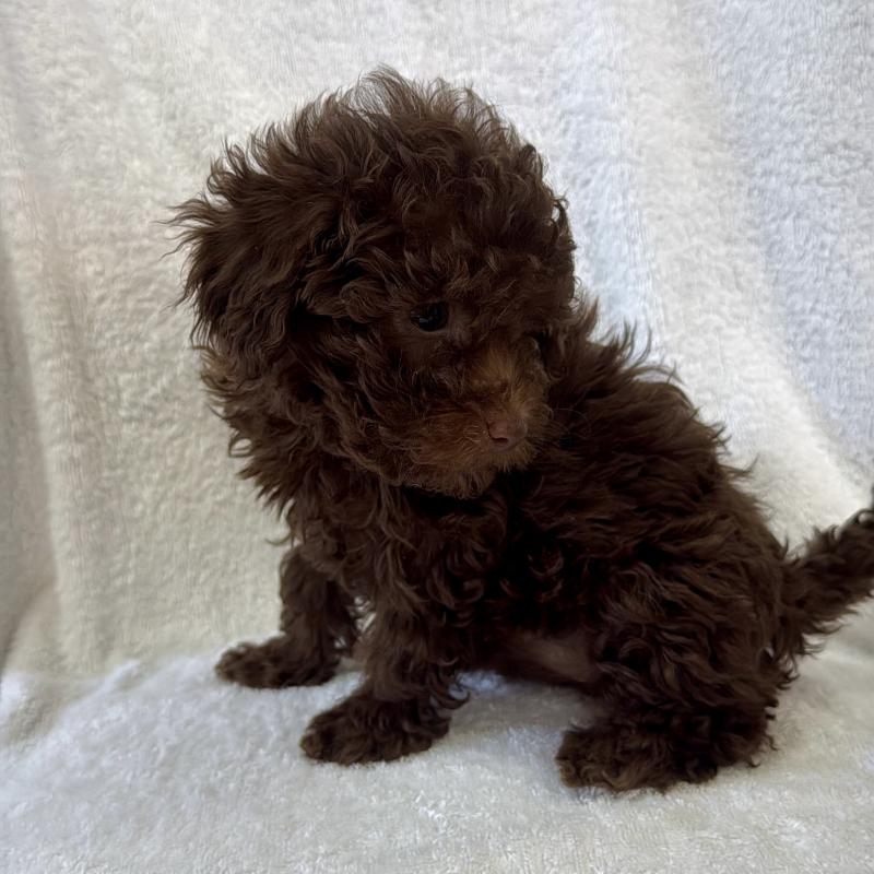 販売中の熊本県のトイプードル-450872の2枚目