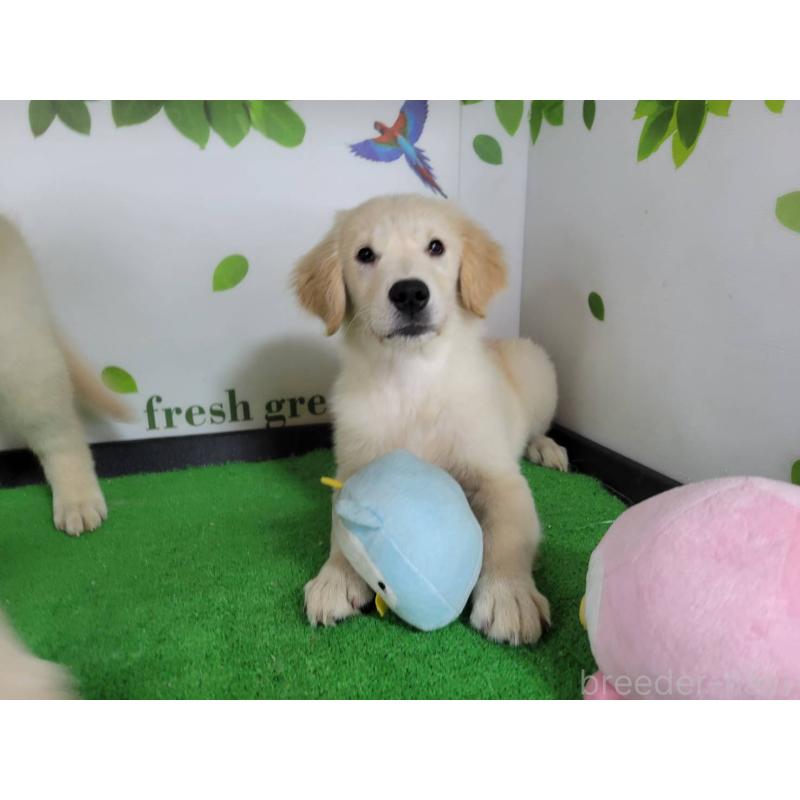 販売中の三重県のゴールデンレトリーバー-450873の5枚目