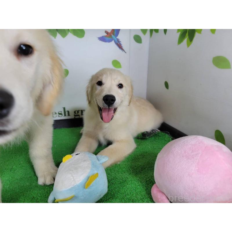 販売中の三重県のゴールデンレトリーバー-450873の4枚目