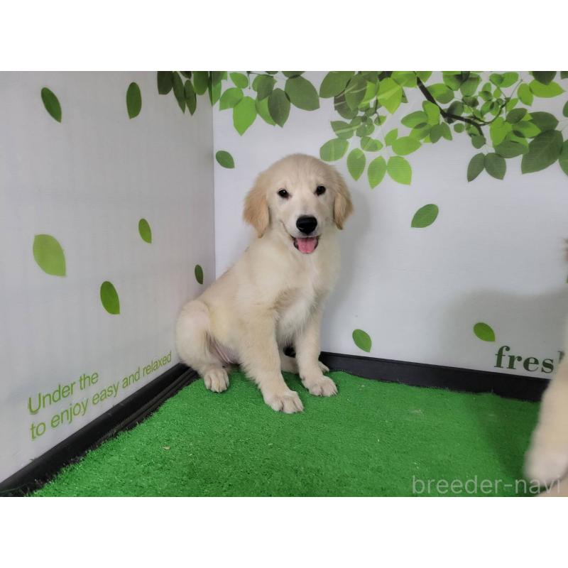 販売中の三重県のゴールデンレトリーバー-450873の3枚目