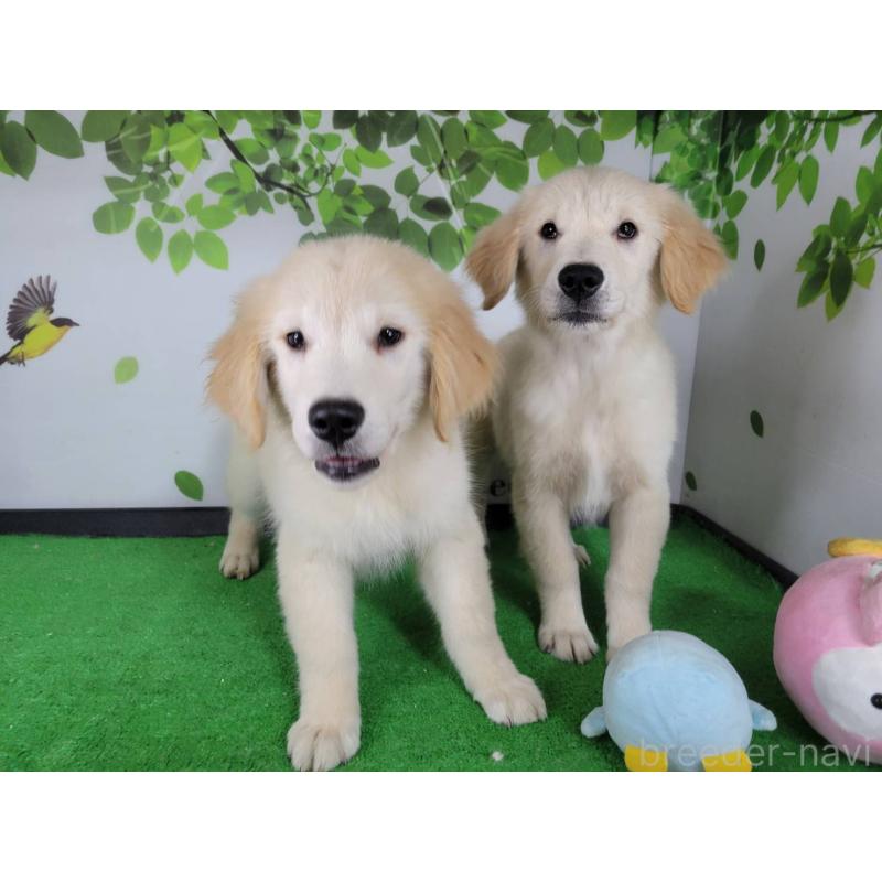 販売中の三重県のゴールデンレトリーバー-450873の2枚目