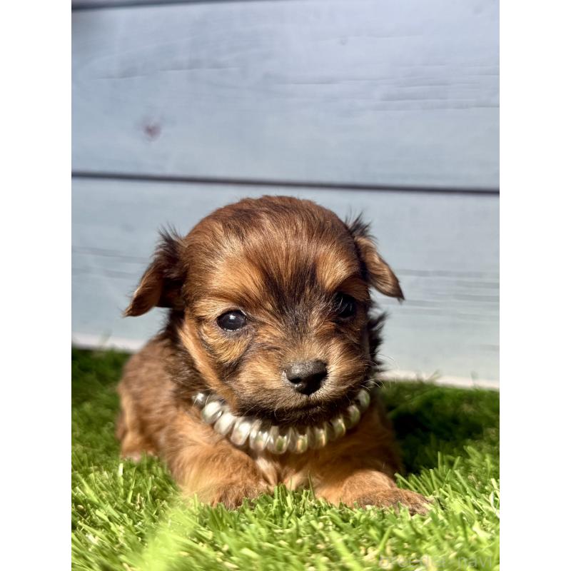 販売中の茨城県のチワプー:チワワ×トイプードル-450874