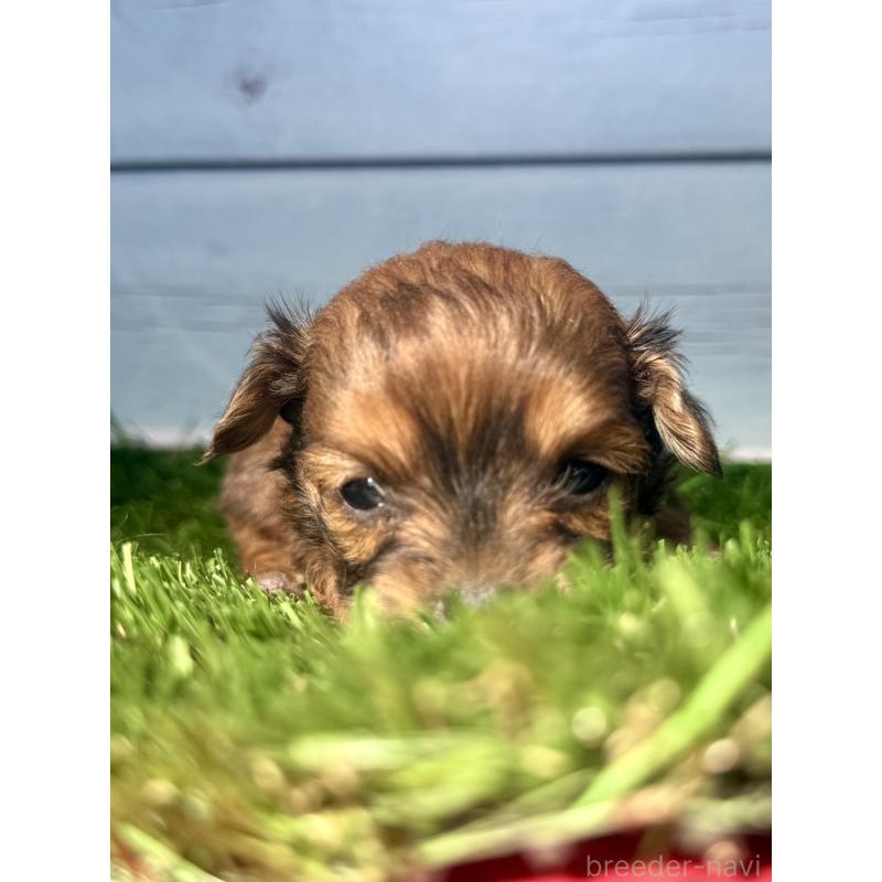 販売中の茨城県のチワプー:チワワ×トイプードル-450874の8枚目