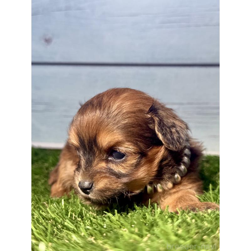 販売中の茨城県のチワプー:チワワ×トイプードル-450874の6枚目